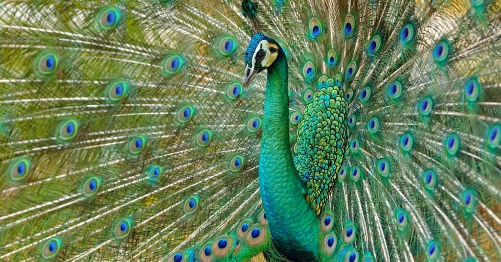 Bellissimi animali verdi - pavone verde
