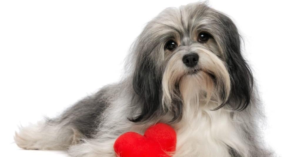 Havanese contro Maltese