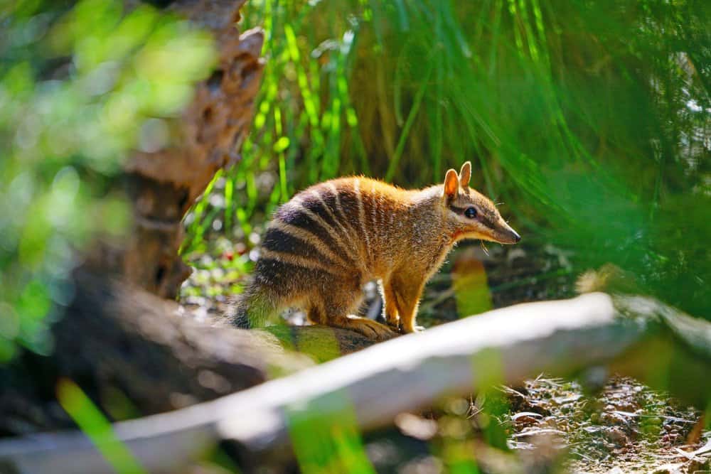 Numbat (Myrmecobius Fasciatus) - camminando tra i cespugli