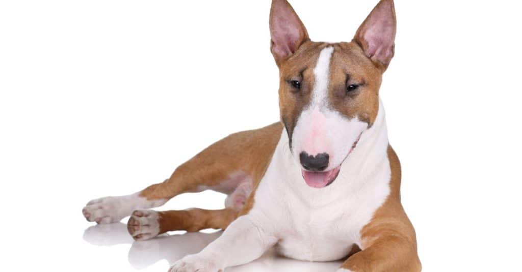 Bull terrier in miniatura isolato su sfondo bianco