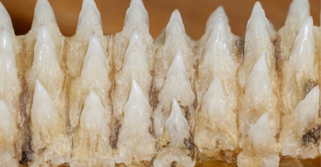 Denti Megalodon - Fila di denti di squalo