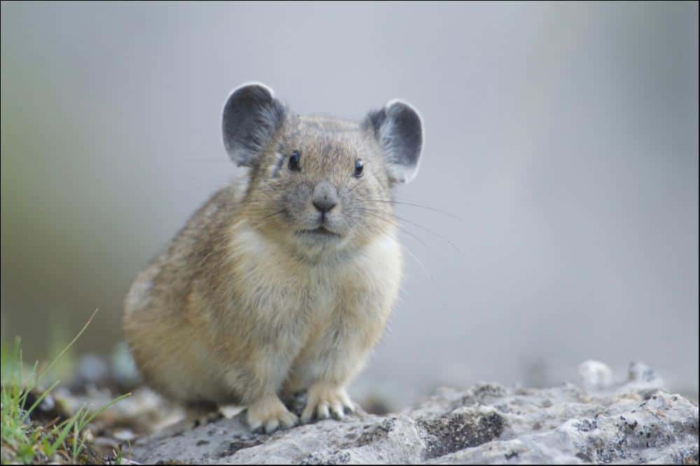 Pika pesa solo da 4 a 6 once