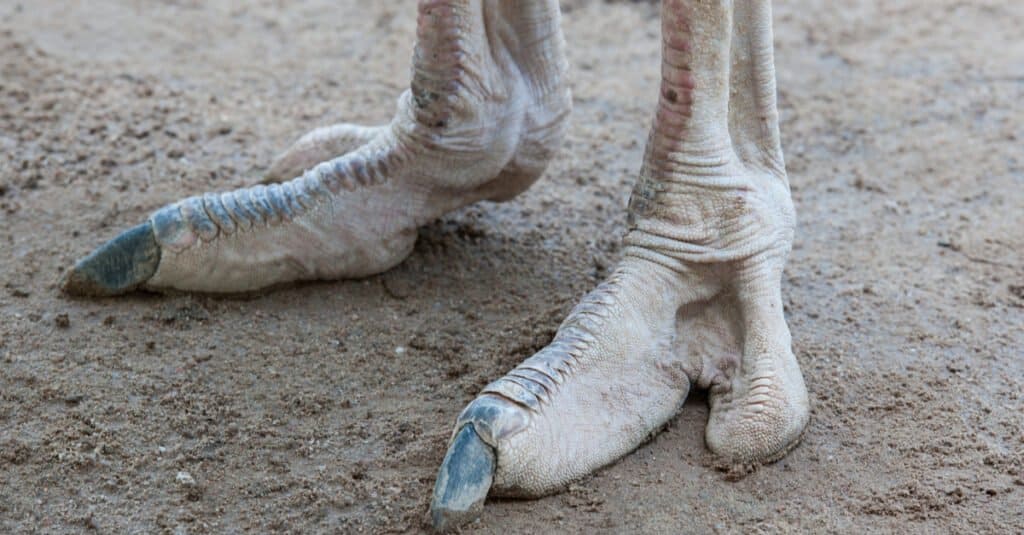 Struzzo contro Emù - Piedi di struzzo