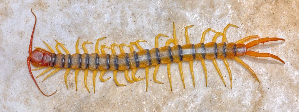 Centopiedi gigante del deserto