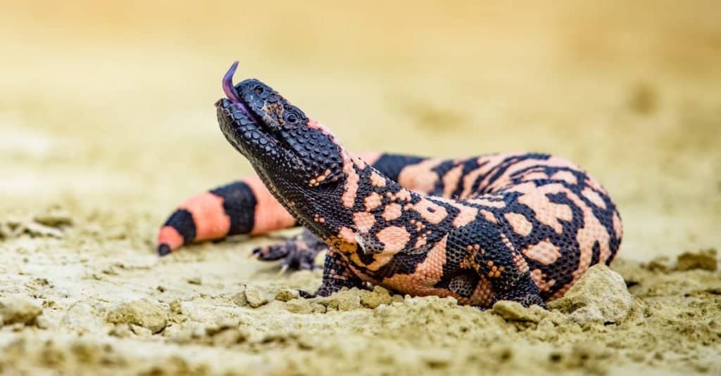 Lizard Gila Monster (Heloderma sospetto) sulla sabbia