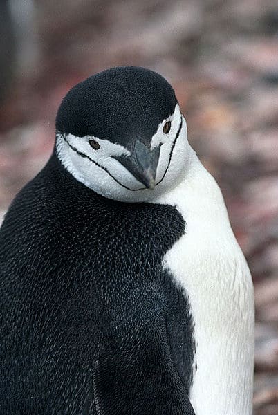 Primo piano di un pinguino dal sottogola.  Il pinguino ha una testa nera con una faccia bianca.  Una linea nera sottile ma distinta corre lungo il perimetro della faccia del pinguino, facendo sembrare che indossi un elmo o un cappello nero con sottogola. 