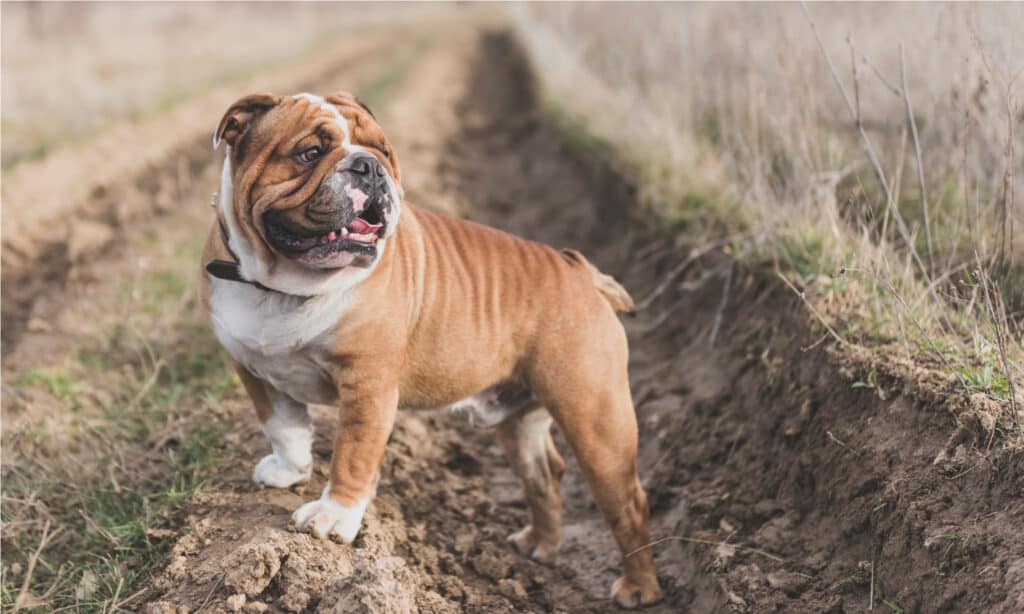 cibo per bulldog inglesi