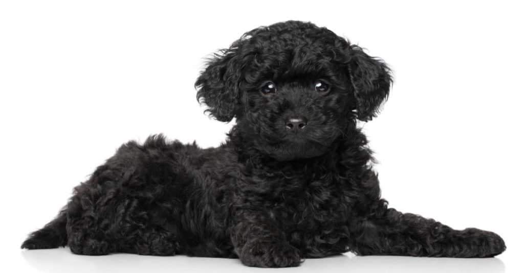 Cucciolo di barboncino giocattolo nero sdraiato su uno sfondo bianco