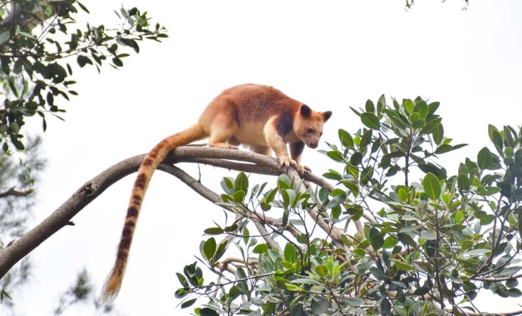 Arrampicata del canguro sugli alberi