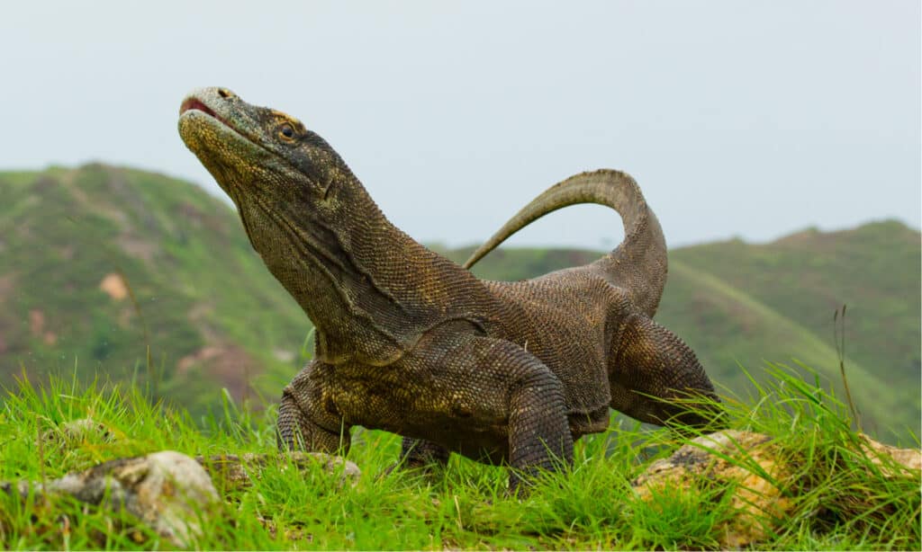 Allungamento del drago di Komodo
