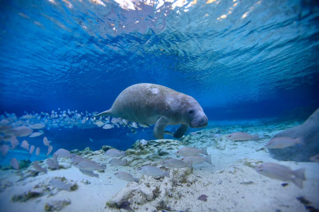 Manatee in Crystal River, Florida, Stati Uniti d'America