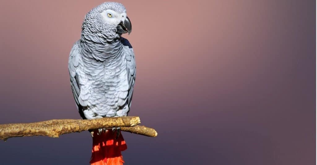 Animali di supporto emotivo