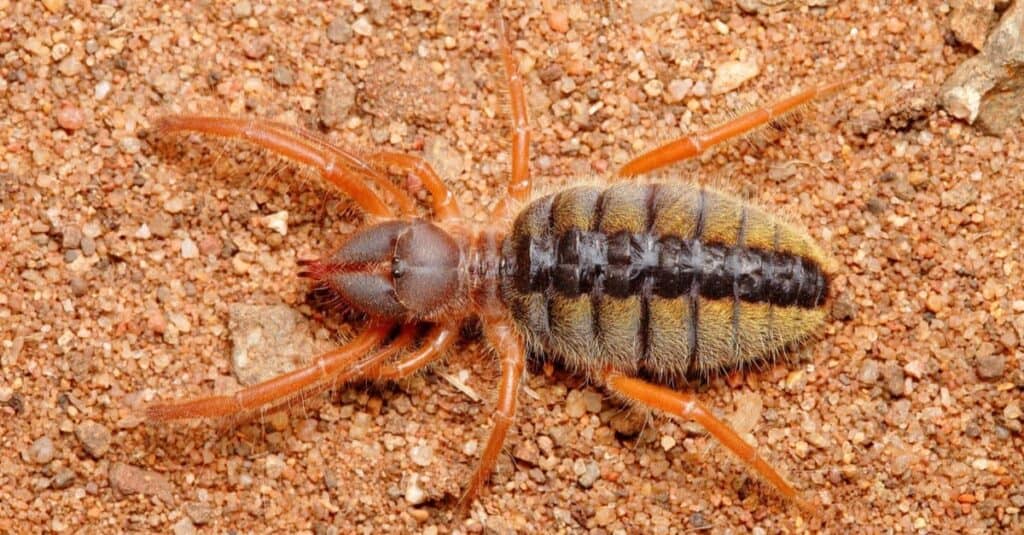I più grandi ragni: Camel Spider