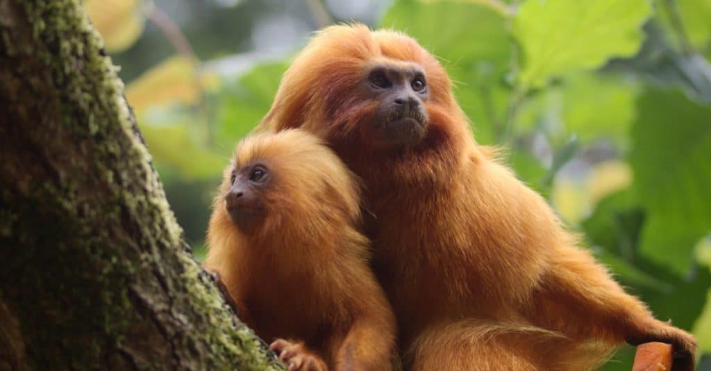 Golden Lion Tamarin con bambino seduto su un albero