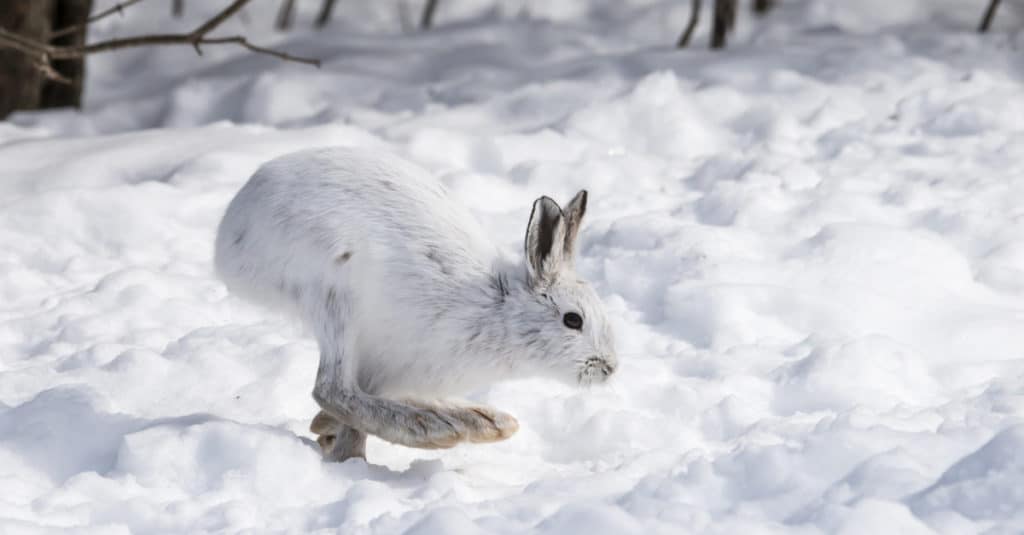 Lepre con le racchette da neve