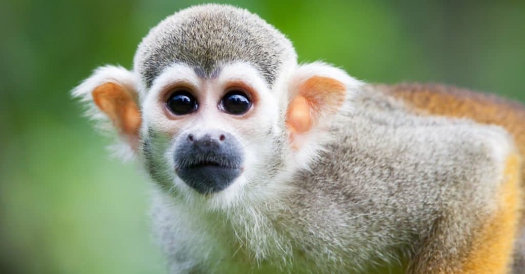 Animali domestici illegali da possedere negli Stati Uniti: scimmie