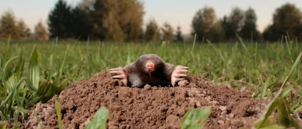 10 animali che accumulano- talpa