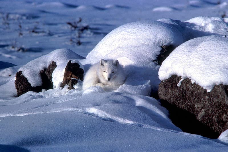 Volpe artica nella neve