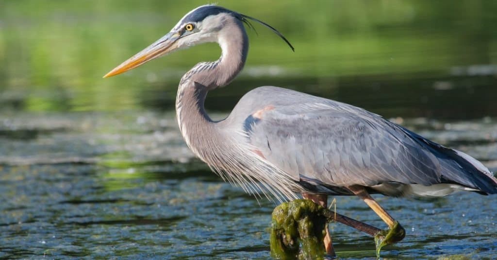 L'airone cenerino pesca nelle acque basse del lago.