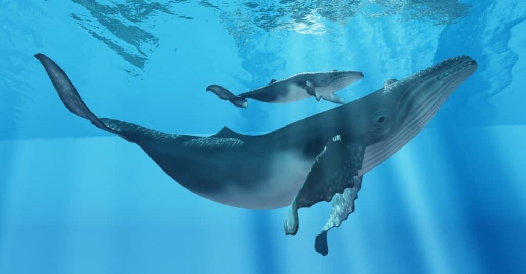 Animali che usano l'ecolocalizzazione