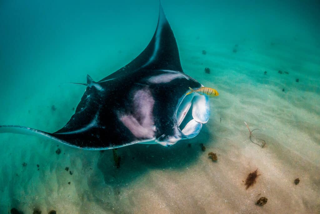 Nuoto della manta gigante