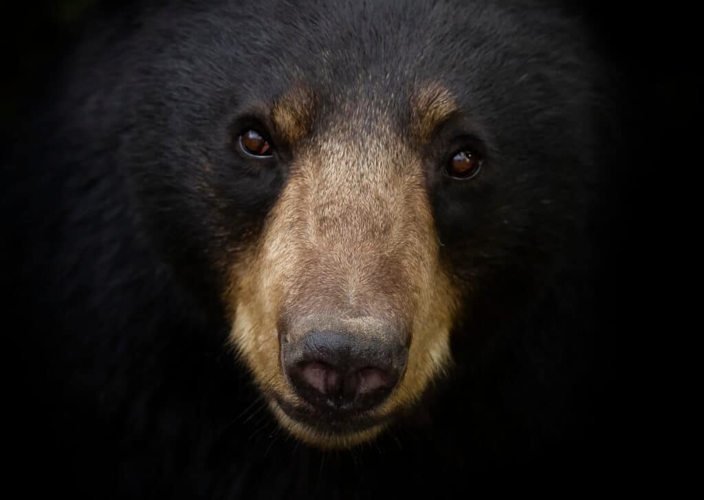 orso nero