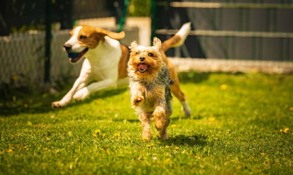 Cane Yorkshire Terrier e cane beagle