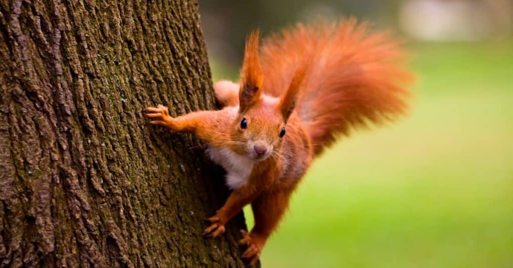 Scoiattolo rosso che salta in un albero