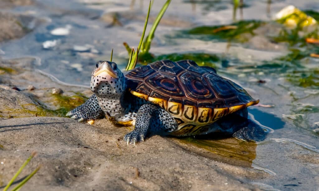 Terrapin Diamondback