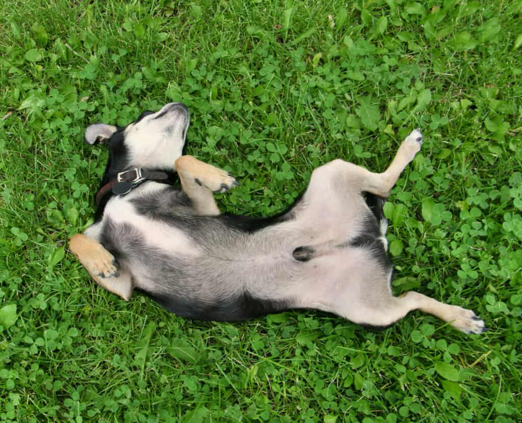 cane sulla schiena