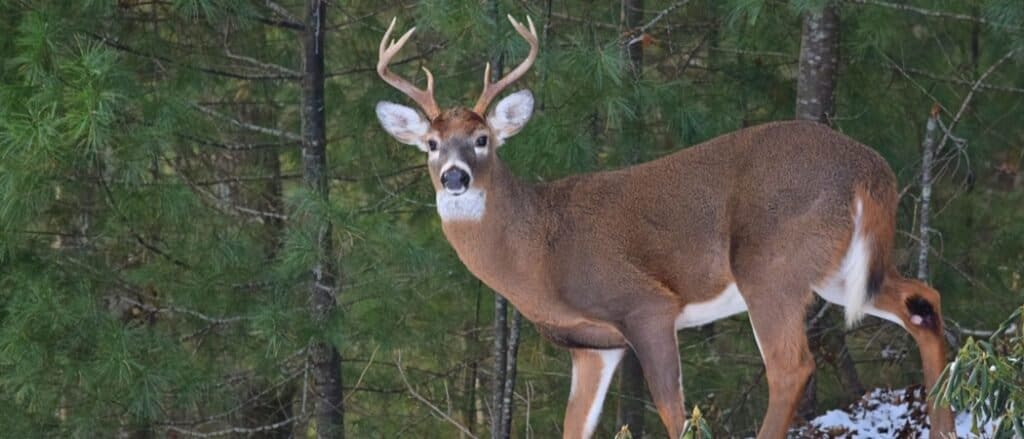 Animali in Pennsylvania
