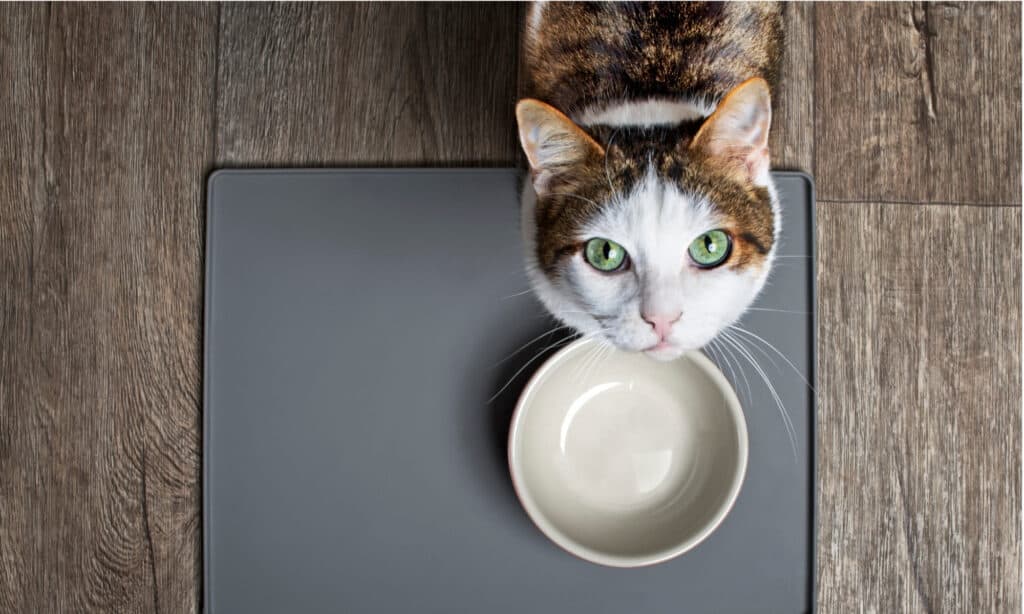 Gatto affamato con gli occhi verdi in piedi davanti alla ciotola empy guardando in alto