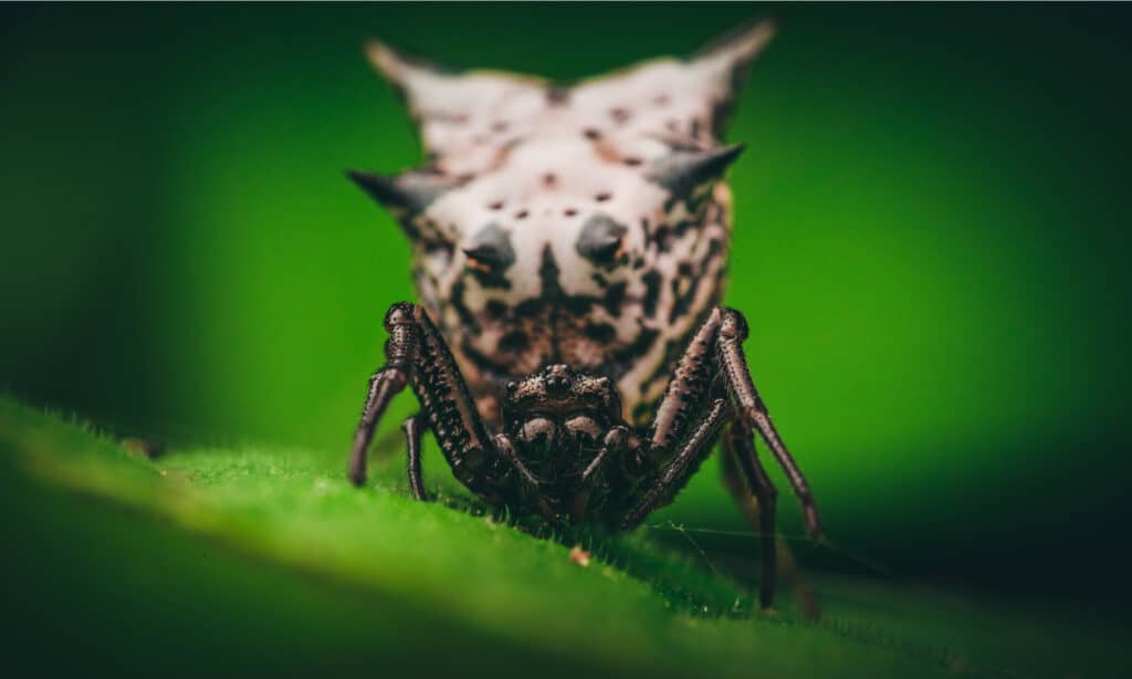Ragno Micrathena spinoso