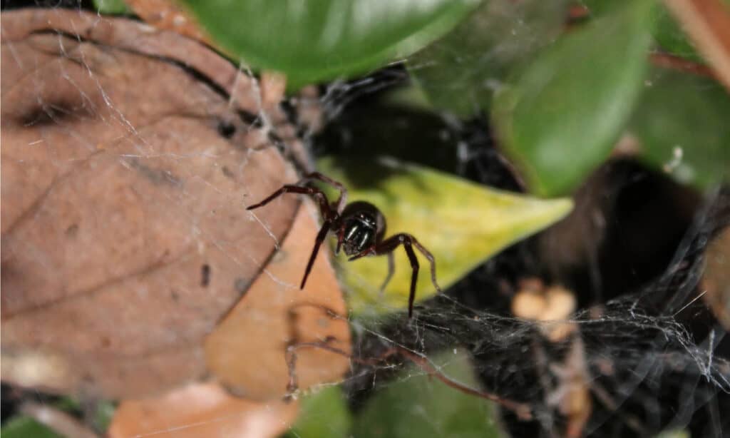 Ragno domestico grigio (Badumna longinqua)