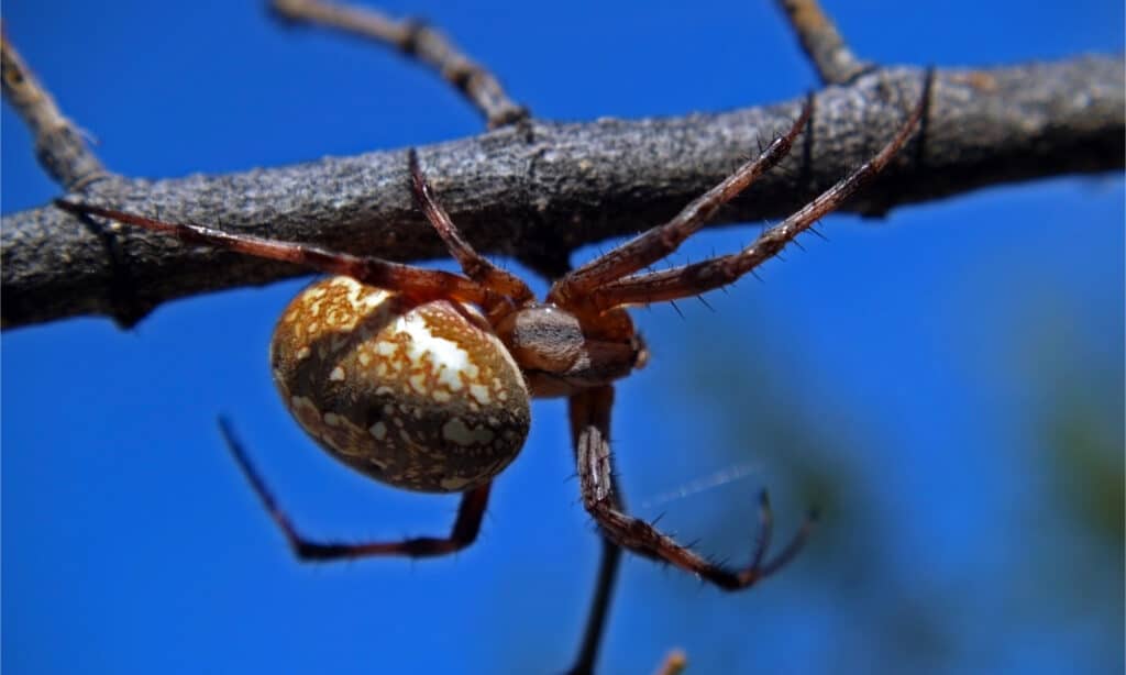 tessitore di sfere maculato occidentale