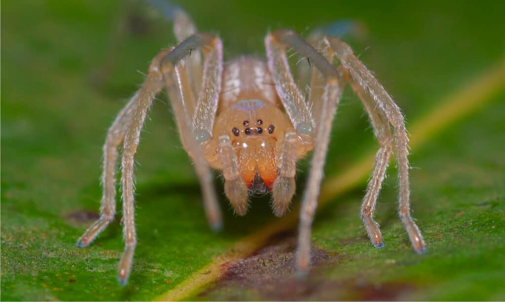 Sac Spider dalle lunghe gambe
