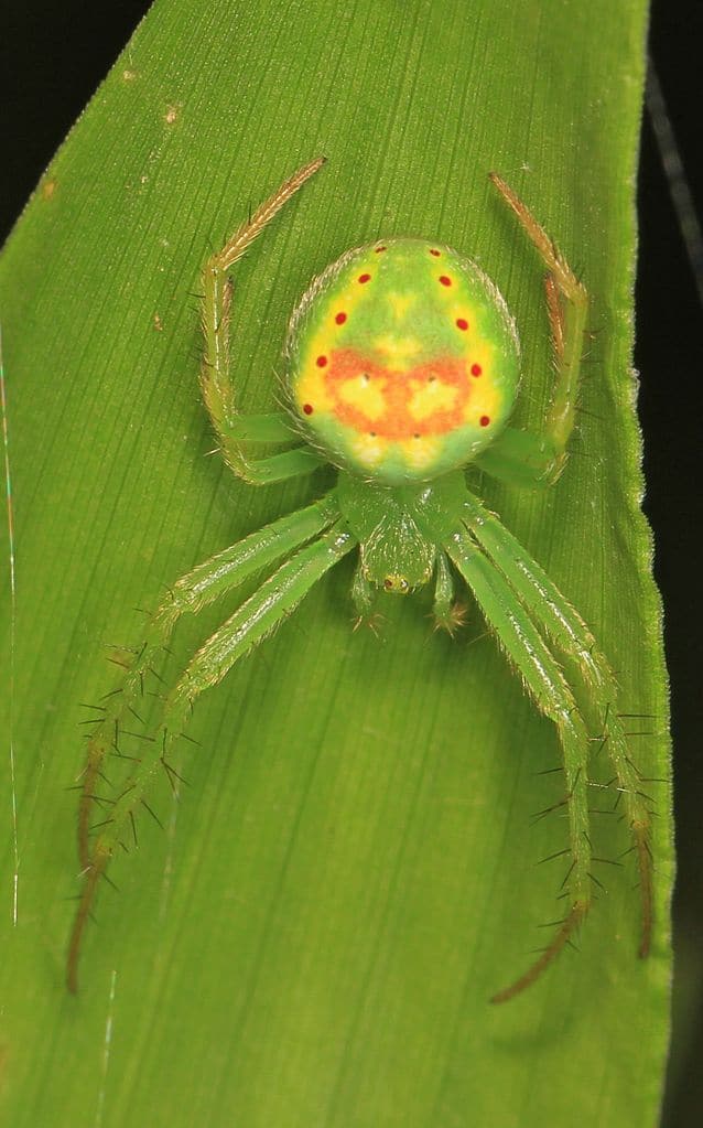 Macro di Red-Spotted Orb Weaver su una foglia verde/ Il ragno è dello stesso colore verde brillante della foglia.  Le sue otto zampe verdi sono scure "capelli" sporgente da essi.  L'addome del ragno è verde con macchie gialle e arancioni che ricordano il tie-dye.  L'addome ha anche due linee verticali di cinque punti rossi su ciascun lato. 