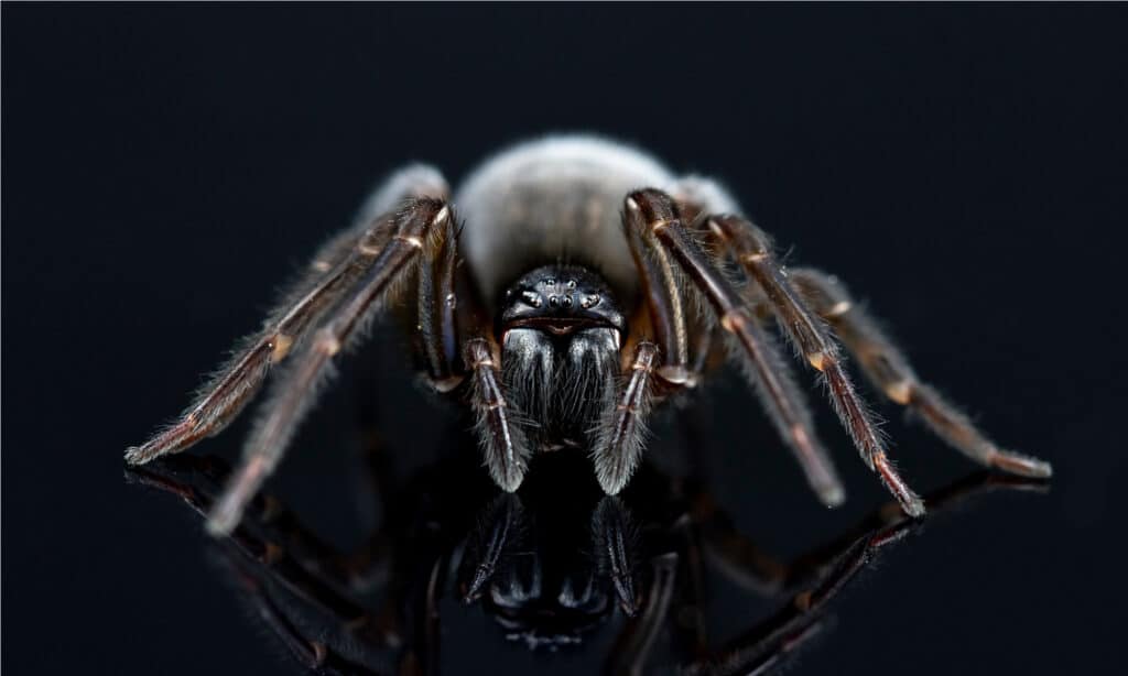 ragno tessitore di pizzo nero - su sfondo nero