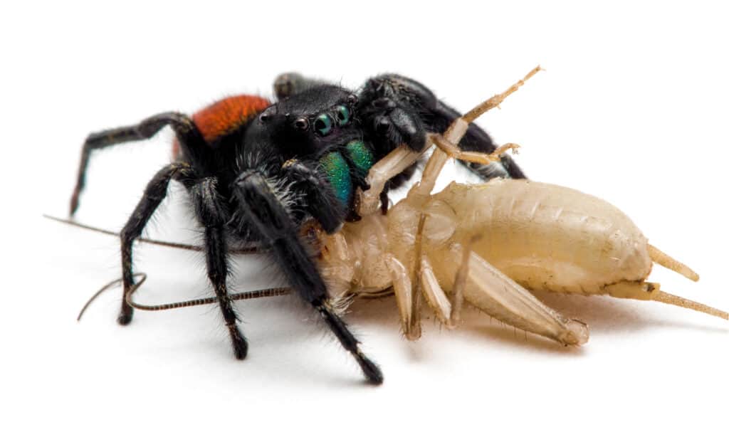 ragno saltatore dal dorso rosso - Phiddipus johnsoni