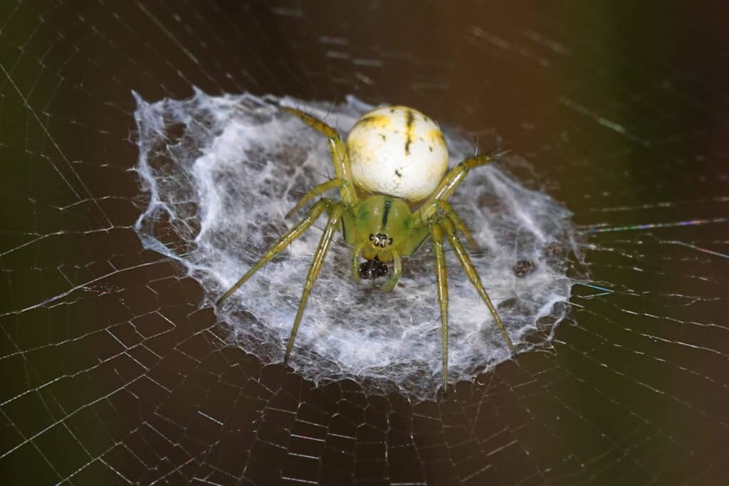 Orbweaver foderato