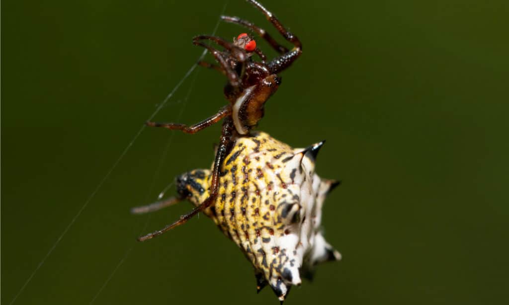 White Micrathena - Mangiare Mosca