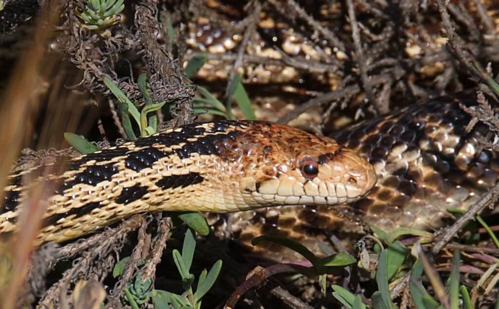 Serpente Gopher (Pituophis catenifer)