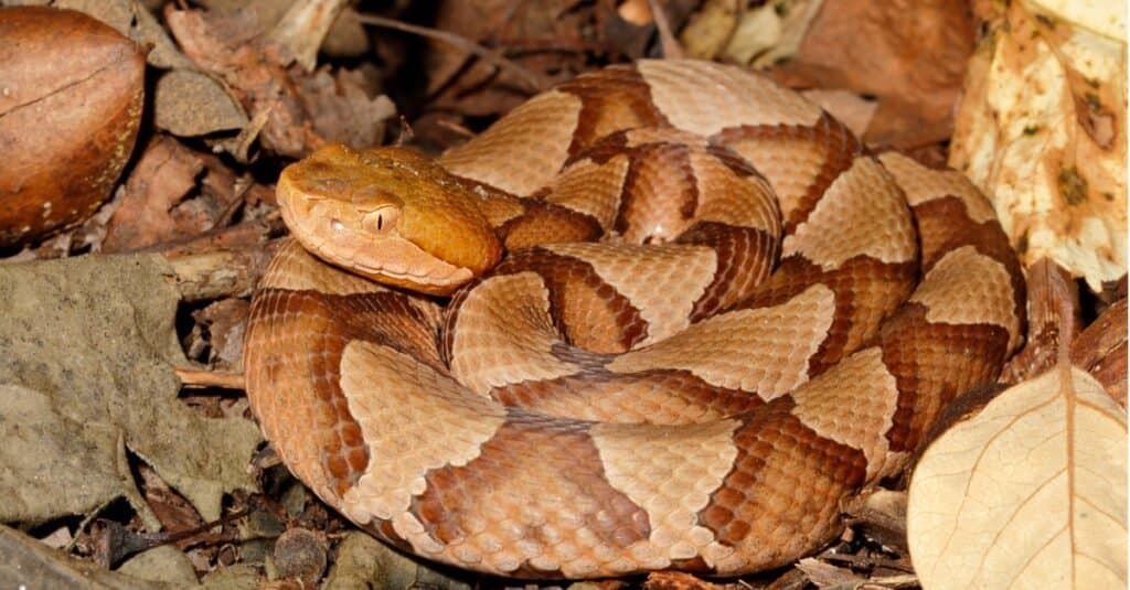 Northern Copperhead (agkistrodon contortrix mokasen) su figliata di foglia - prese nel New Jersey.  Il suo colore di fondo va dal marrone chiaro al marrone rosato e presenta bande più scure a forma di clessidra lungo il corpo.