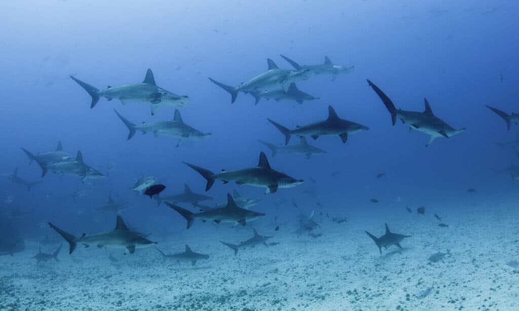 Scuola di squali martello smerlati che nuotano su un fondo sabbioso dell'oceano, Darwin Island.