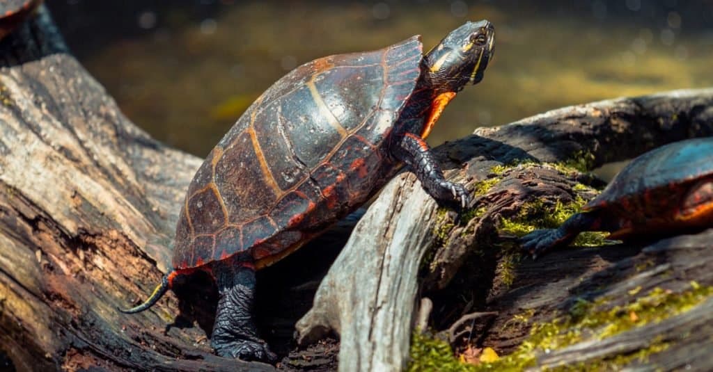 Fatti sugli animali: tartarughe