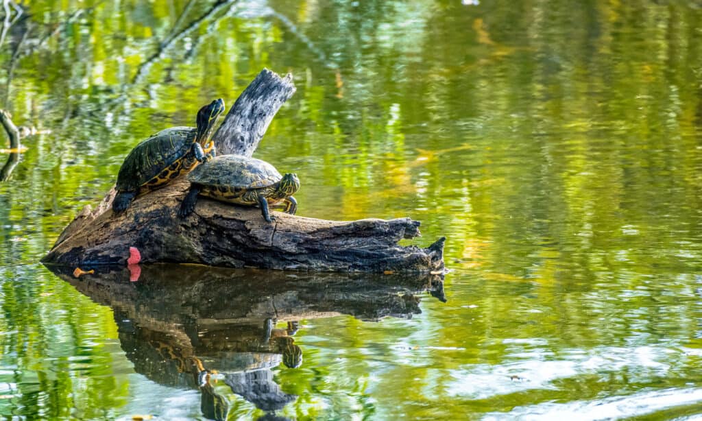 Cooter della pianura costiera