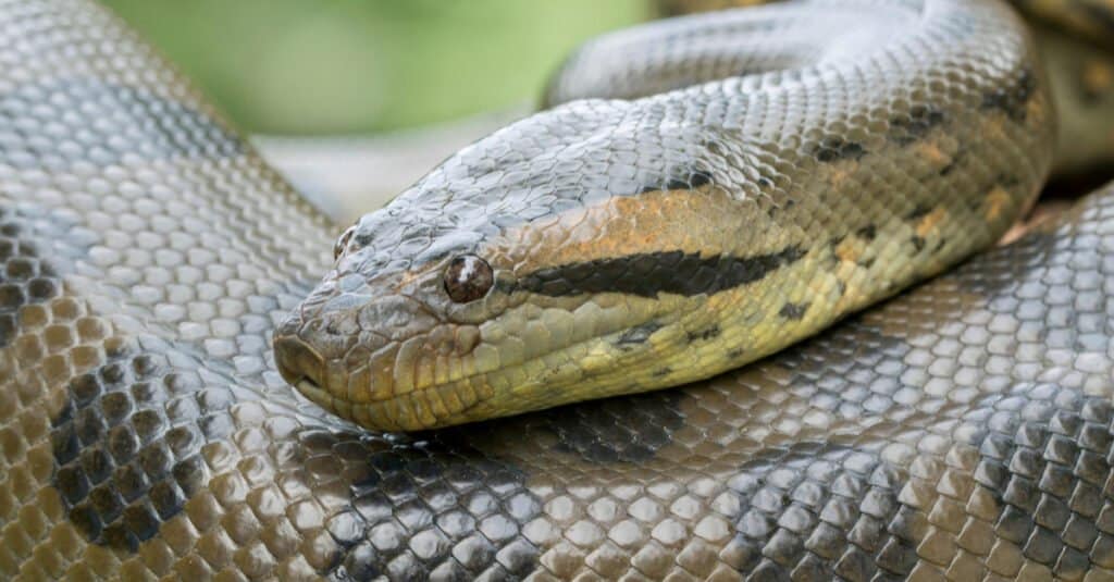 fossa di vipera