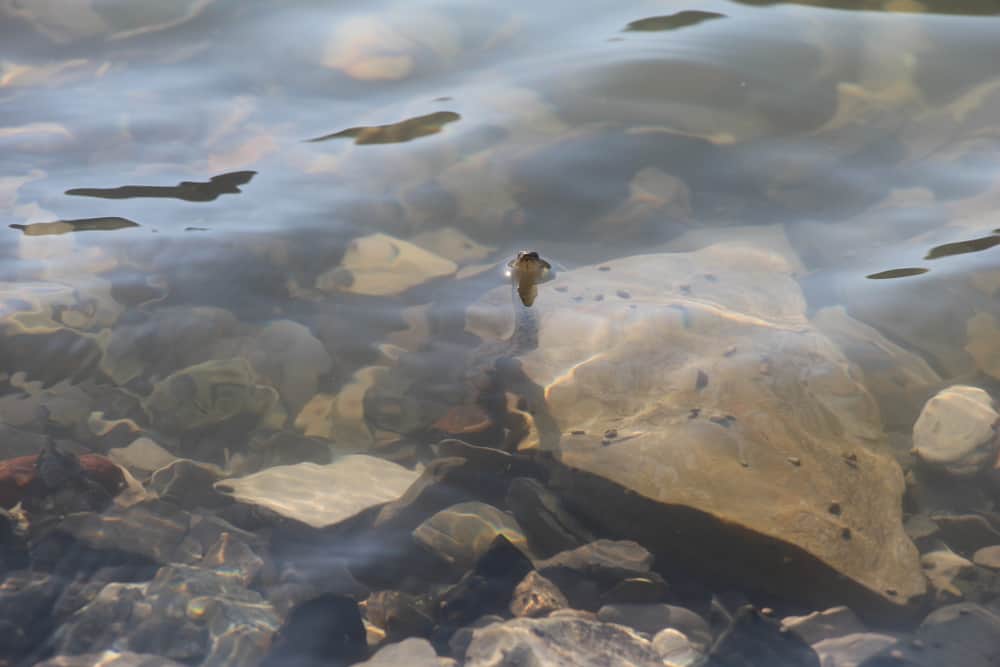 Il serpente di mare