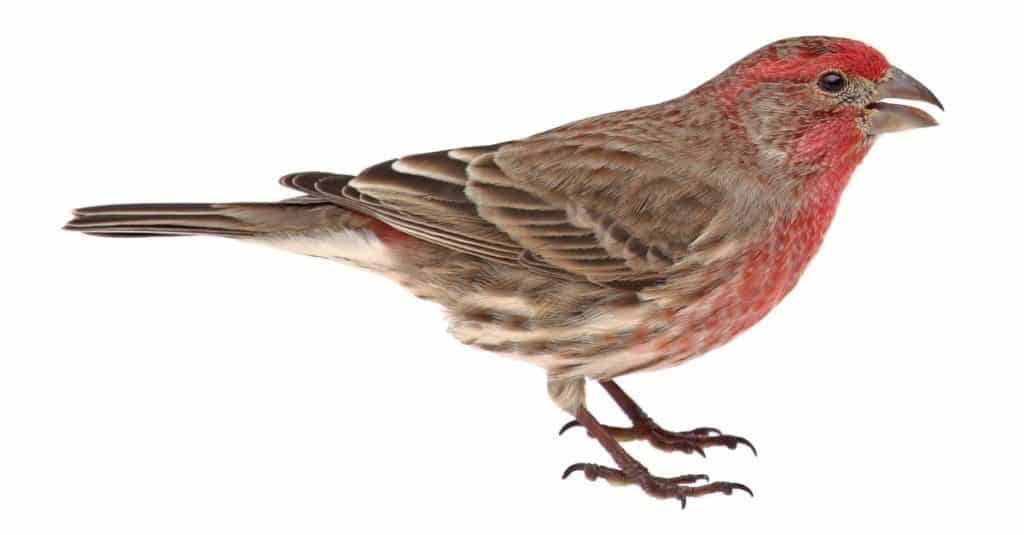 Fringuello domestico, Carpodacus mexicanus, isolato su bianco