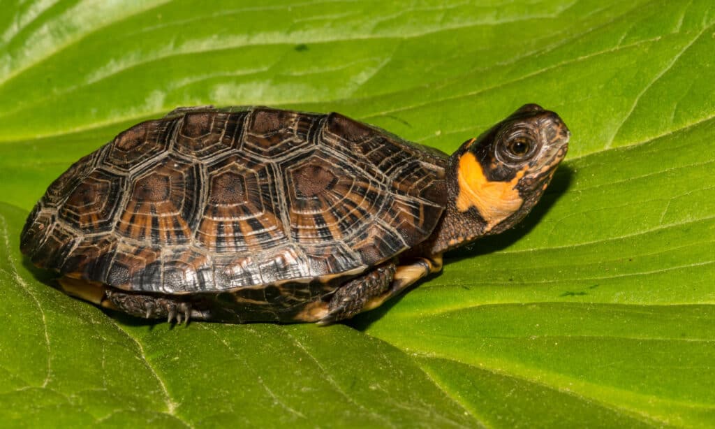 animali in via di estinzione nel tennessee